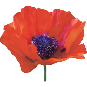 Poppy Flower