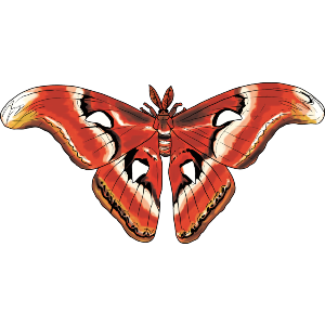 Atlas Silk Moth