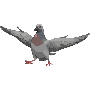 Pigeon with Attitude