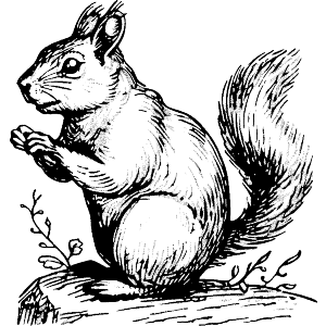 Squirrel Standing on Rock