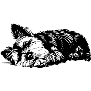 Yorkshire Terrier Sleeping