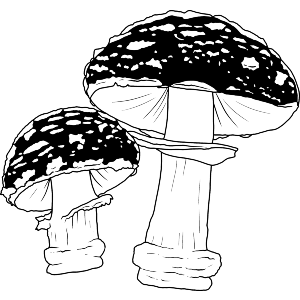 Fantasy Mushroom