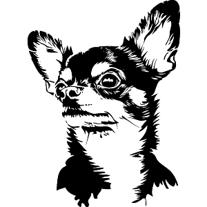 Chihuahua Portrait 