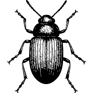 beetle
