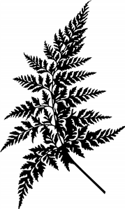 Fern Leaf