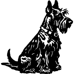 Scottish Terrier Sitting