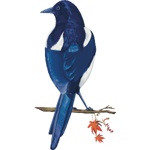 Magpie