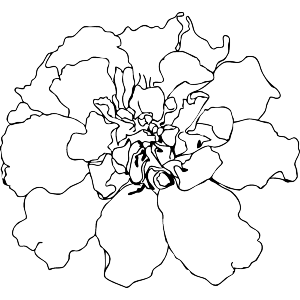 Abstract Line Art Flower