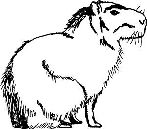 Sitting Capybara