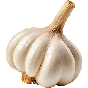 Garlic Bulb