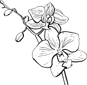 Orchids In Bloom