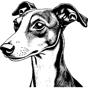 Whippet Dog