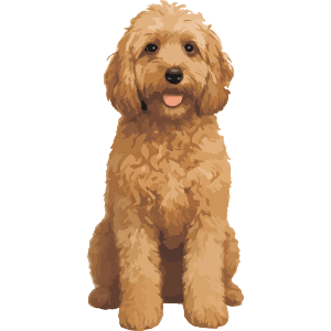 Cockapoo Dog