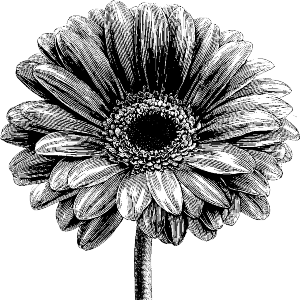 Gerbera Daisy
