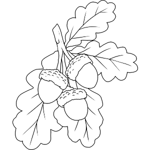 Acorns and Oak Leaves