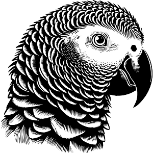 African Grey Parrot