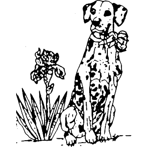 dalmation 