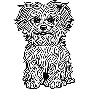 Maltipoo Dog