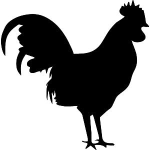 Rooster
