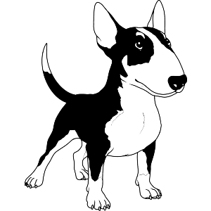 Standing Bull Terrier Dog