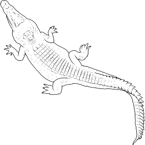 Alligator Top View