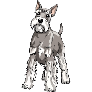 Schnauzer Dog