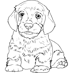 Dachshund Puppy
