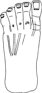 Foot