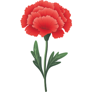 Single Carnation Flower