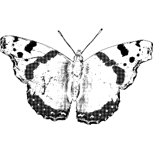 Red Admiral Butterfly
