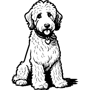 Australian Labradoodle