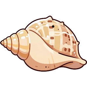 Conch Shell
