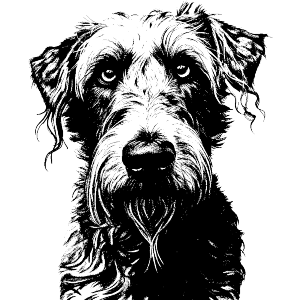 Irish Wolfhound Portrait
