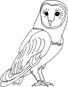 Barn Owl