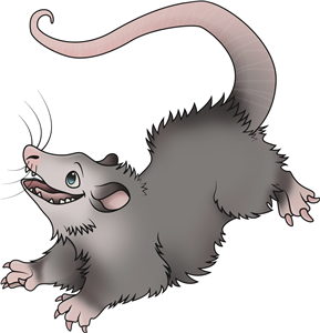 Possum