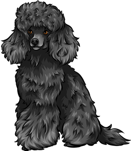 Black Toy Poodle
