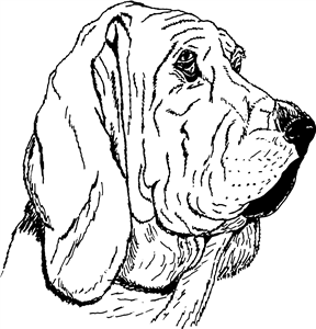Bloodhound Head