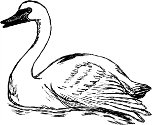 Swan