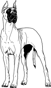 Great Dane