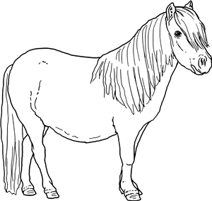 Shetland Pony