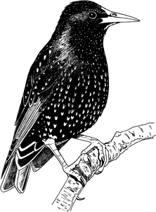 Starling Bird