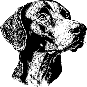 German Shorthaired Pointer