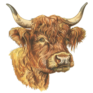 Highland Cow Portrait