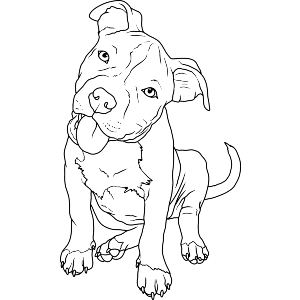 Adorable Pitbull Puppy