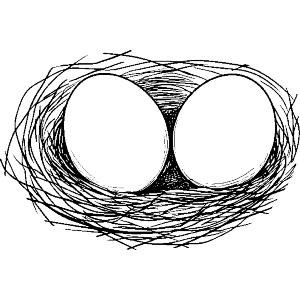 Bird Nest