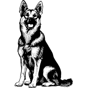 German Shepherd Sitting