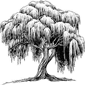 Willow Tree