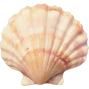 Scallop Shell
