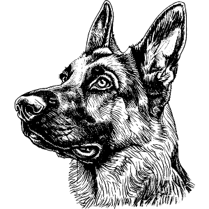 German Shepherd Portrait