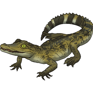 Baby Crocodile